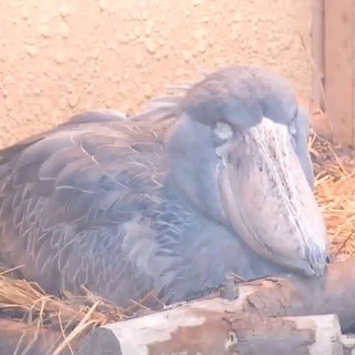白目＆2種類のまぶた…？ ネットに愛される鳥・…