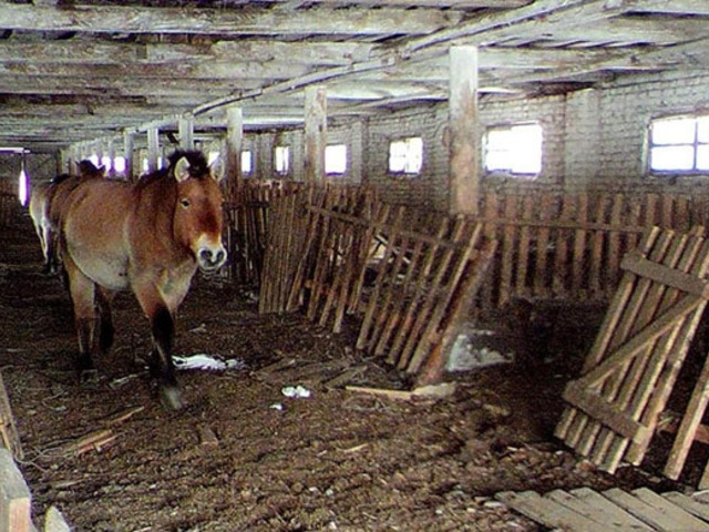 「モウコノウマ　チェルノブイリ」の画像検索結果