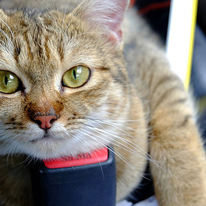 アメリカで人気のある猫の名前は 19年ランキングが発表 そして日本は ニコニコニュース