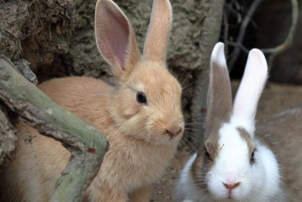 広島 ウサギの島 に異変 観光客の迷惑行為で崩れる生態系 ニコニコニュース