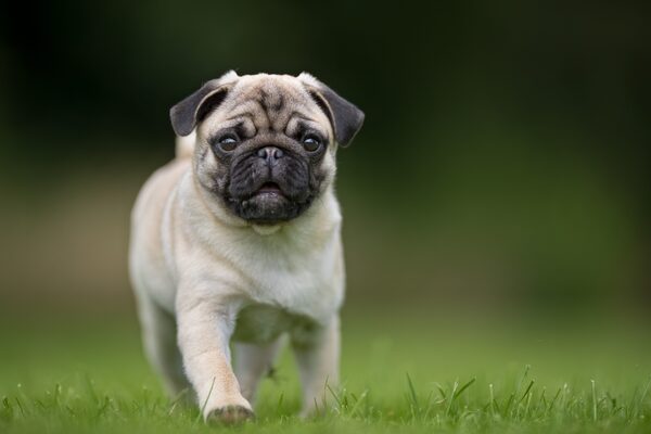 夫との留守番後に 愛犬の尿の色 が変化 焦る女性が気付いた原因は ニコニコニュース