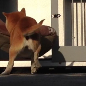 犬小屋からベッドを引きずり出して日向ぼっこ ひだまりを楽しむ柴犬の姿に この子幸せそうだぁ なごむわあ の声 ニコニコニュース