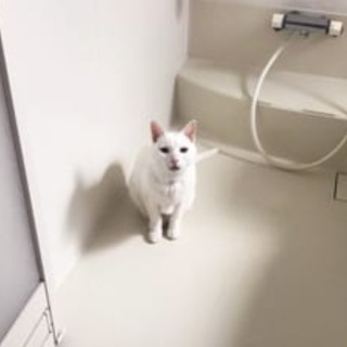 お風呂場に現れる「猫妖怪・ふろみたがり」　各…