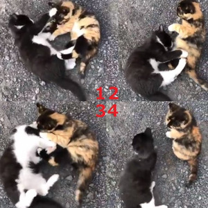 これが本当のキャットファイト ドタドタペチペチ 大ニャン闘 を繰り広げる2匹がかわいい ニコニコニュース