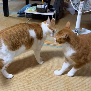 袋大好き猫ちゃん お気に入りの袋を狙われ猛スピードで駆けつける ニコニコニュース