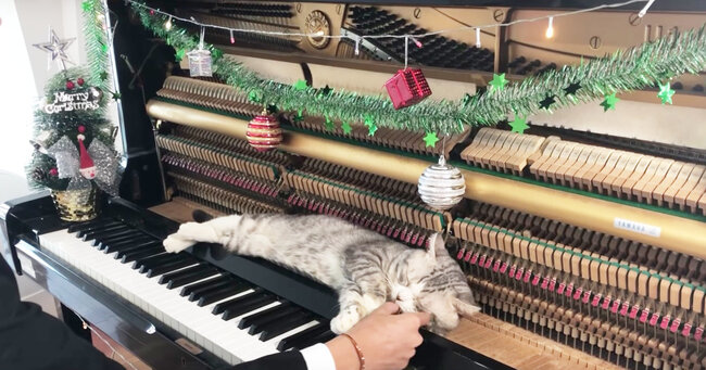 マッサージにちょうど良いニャ 開いたピアノの上でクリスマスソングを気持ちよさそうに堪能する猫が可愛いと話題に ニコニコニュース