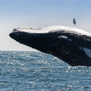 クジラが巨大な理由は エネルギー効率 の圧倒的な高さにあった