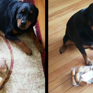 家を留守にする度にパンを出して持ってきてしまう犬 しかしその理由が判明し感動したと話題に ニコニコニュース
