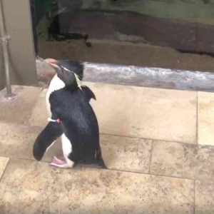 かわいい 癒される お客さんのいない水族館を散歩するペンギンに