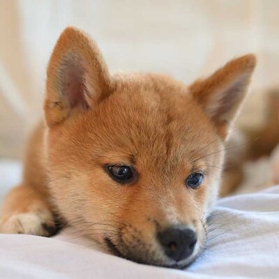 はじめて犬を飼うときに知っておきたいことを家庭犬訓練士に聞いてみた ニコニコニュース