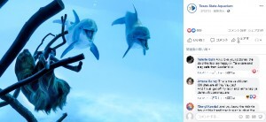 一時閉館中の水族館 イルカが突然の珍客に大興奮 米 動画あり ニコニコニュース