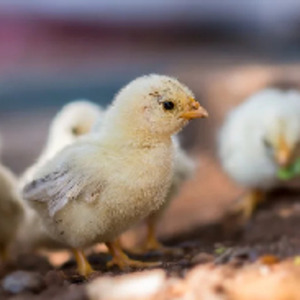 ユニークひよこ アニメ アメリカ