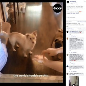 耳に障がいを持つ犬 散歩 の手話に大はしゃぎ カナダ 動画あり ニコニコニュース