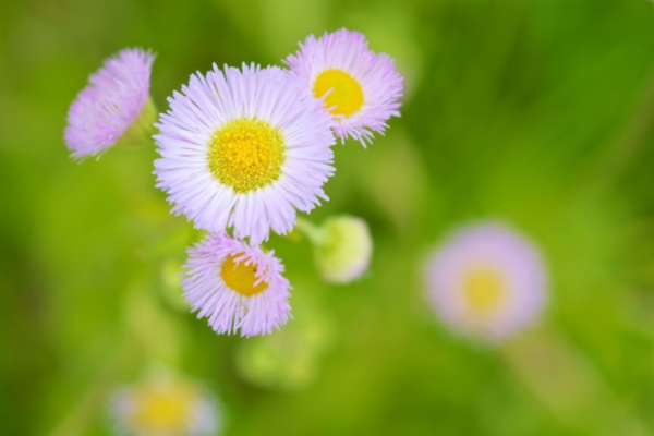 ハルジオンに花言葉は無い 貧乏草とも呼ばれる扱いが不遇な花 ニコニコニュース