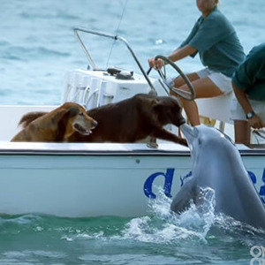 イルカがボートに乗った犬に水中からのキス ニコニコニュース