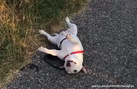 お家の中にいるのが好き 散歩嫌いな犬の歩かない大作戦 イタリア ニコニコニュース