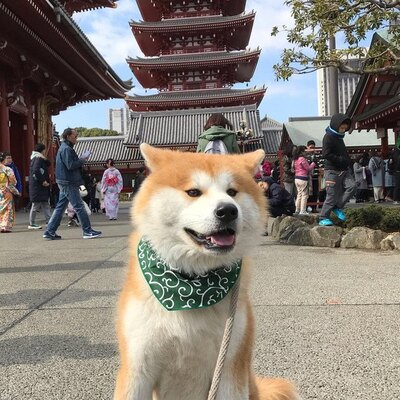 もっふもふの秋田犬 思わず抱きつきたくなる 古民家宿の営業部長すーちゃんって ニコニコニュース