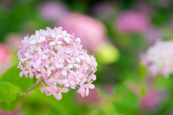 見ごろの始まる紫陽花 これも紫陽花 と思ったら ニコニコニュース