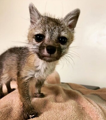 飼い犬を慕い 後をずっとついてきたキツネの赤ちゃんの物語 アメリカ ニコニコニュース