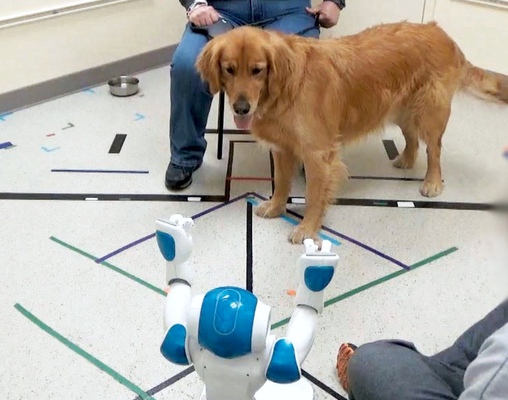 犬は人間だけでなくロボットの命令にも従うことが判明 米研究 ニコニコニュース