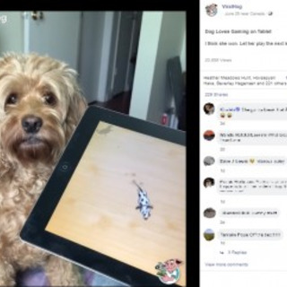 性格が激変 Ipadを激しく叩きゲームを楽しむ犬 カナダ 動画あり ニコニコニュース