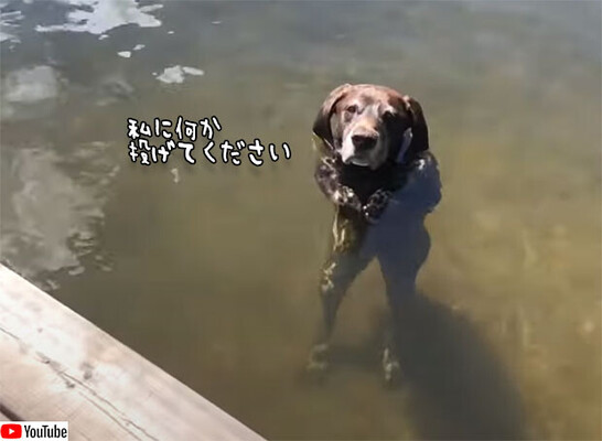 立った ワンコが立った 水中立ちでおねだりする犬 ニコニコニュース