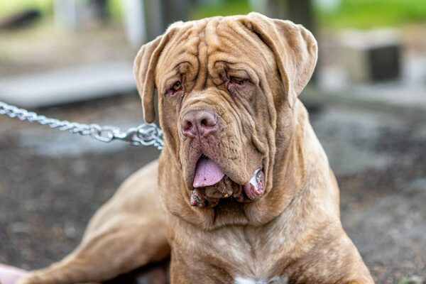 しわくちゃ犬 ナポリタンマスティフ たるみ過ぎになった結果 ニコニコニュース