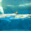 Ikeaのサメとは イケアノサメとは 単語記事 ニコニコ大百科