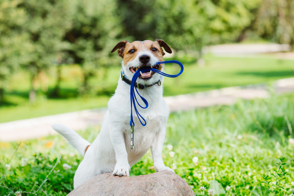 ペットはかわいいおもちゃではない ドイツで犬の散歩を義務化する動き 1日2回合計1時間を目安 ニコニコニュース