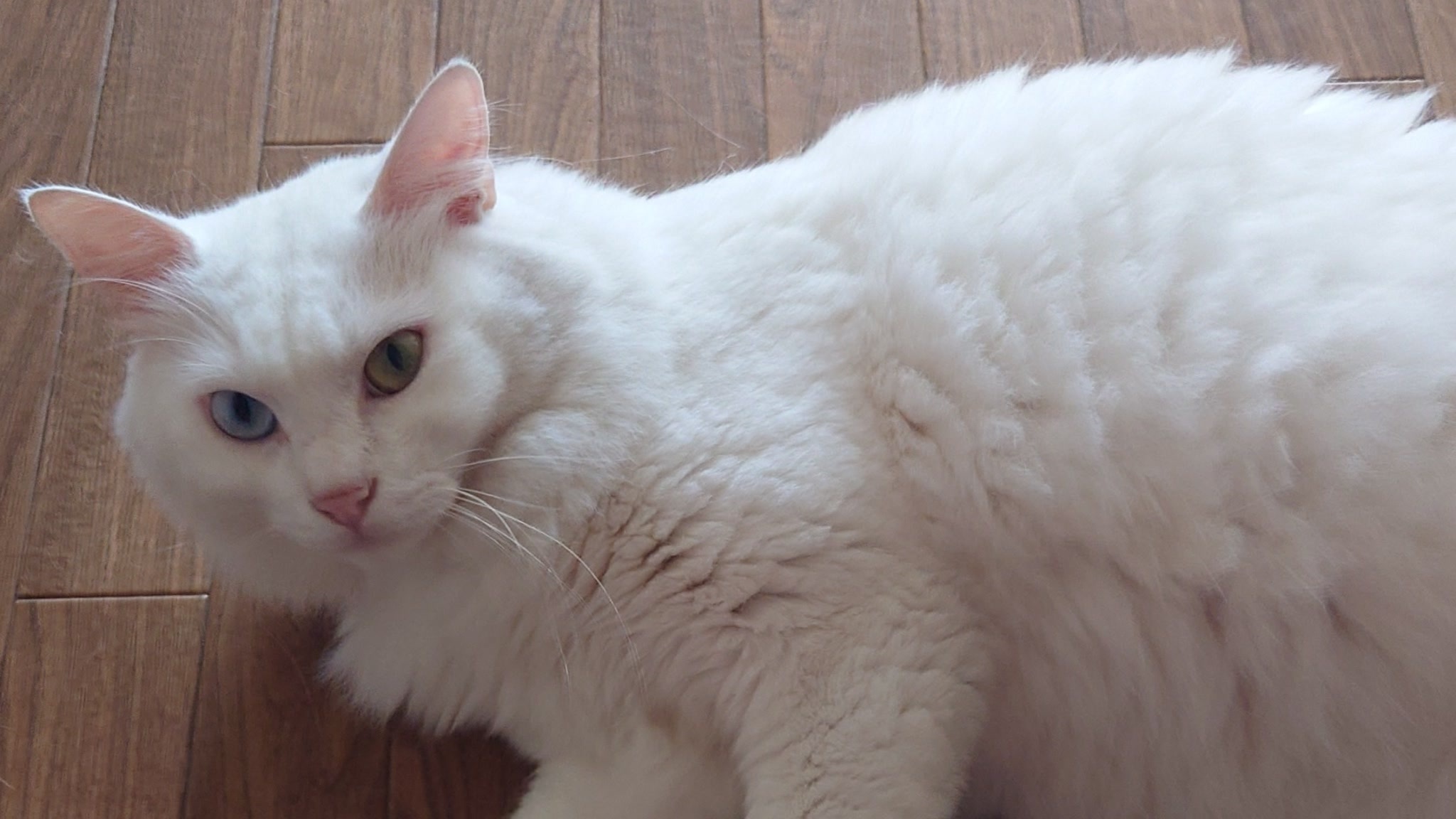 ³ω³)kouji(³ω³) - ニコニコ