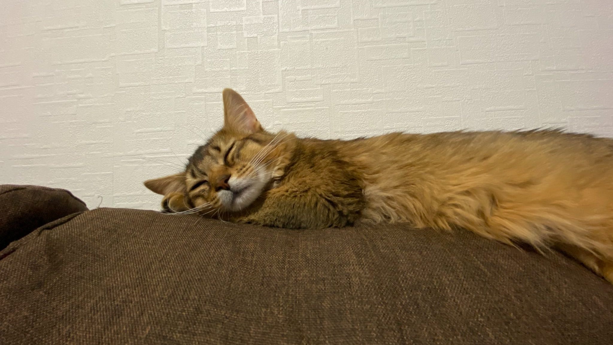 あかねこ。 - ニコニコ