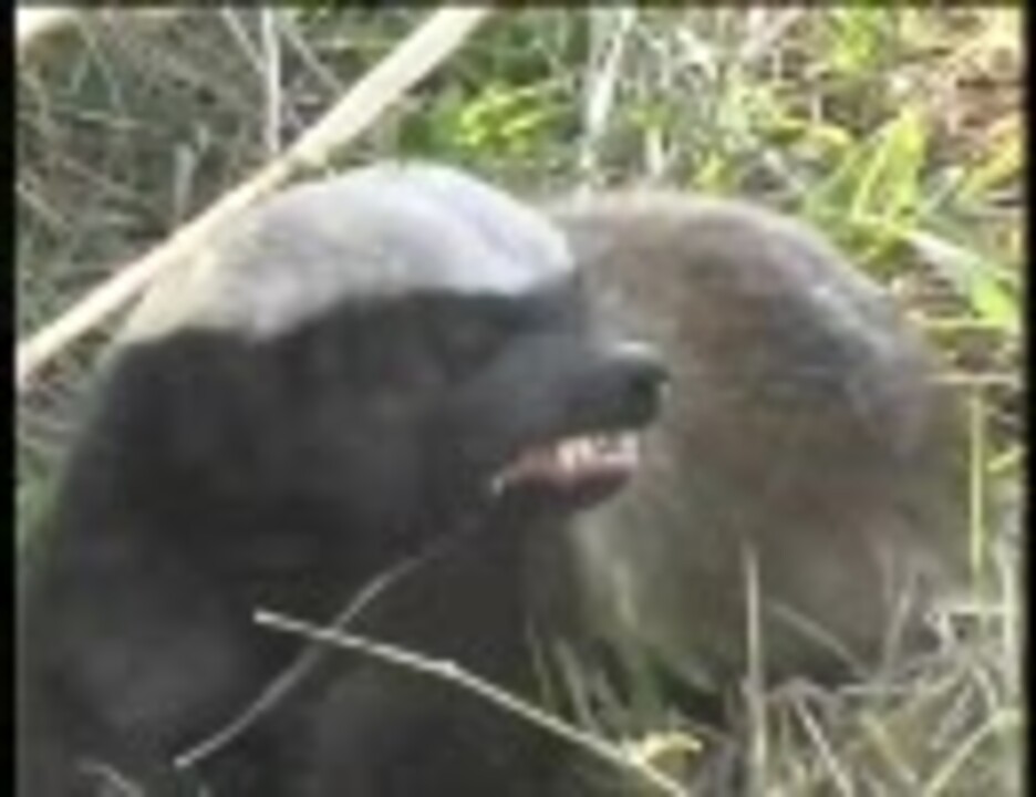 ラーテルさん 観光客の前でヘビ食いを披露 ニコニコ動画