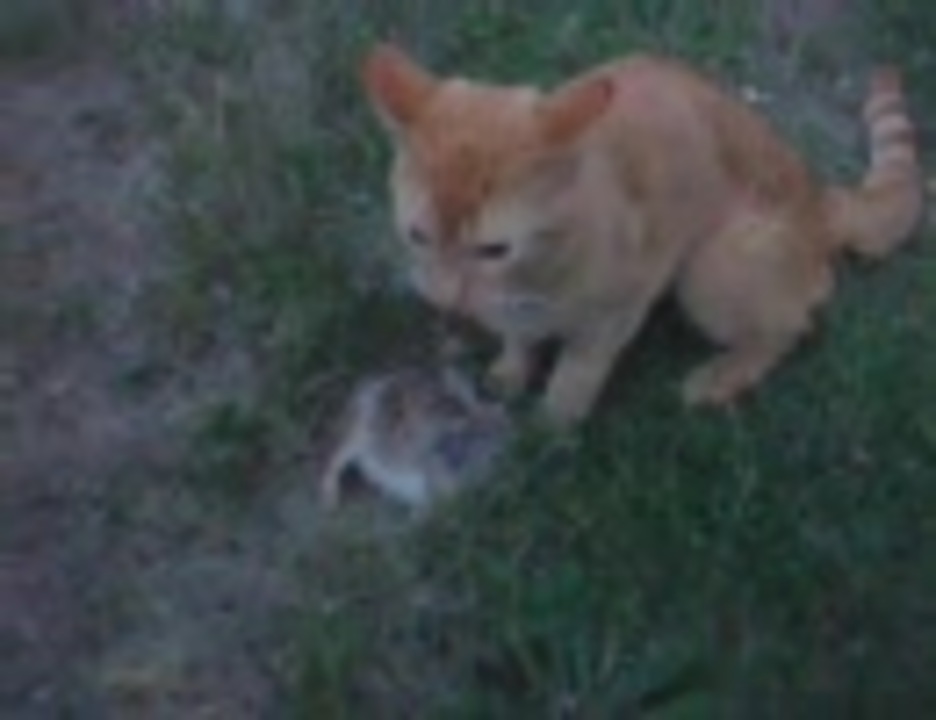 飼い主の目の前でウサギを食らう猫 ニコニコ動画