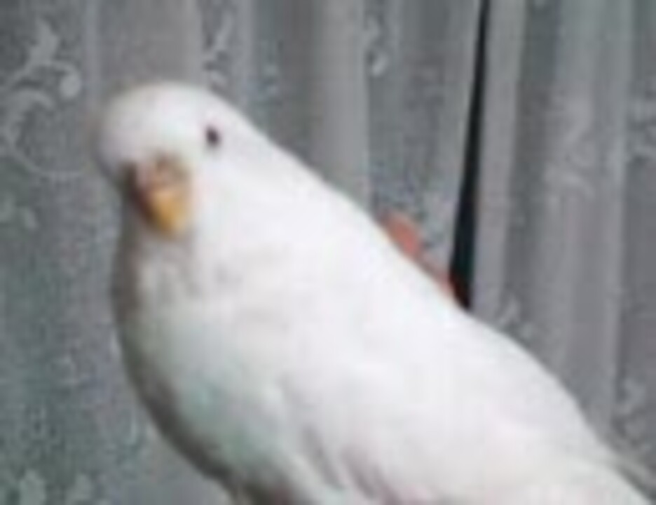 セキセイインコさんの鳴き声 画質悪 ニコニコ動画