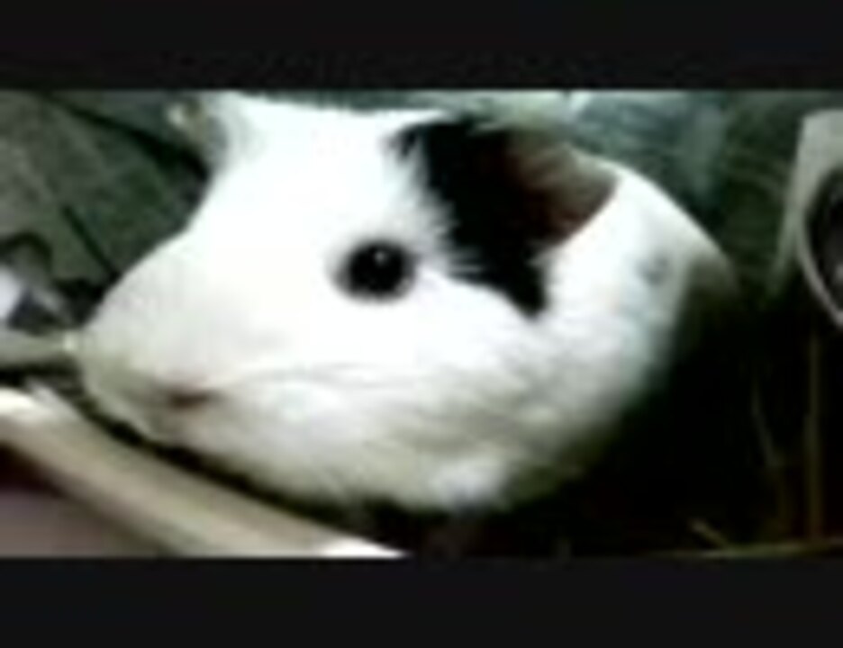 人気の もるもっと 動画 637本 10 ニコニコ動画