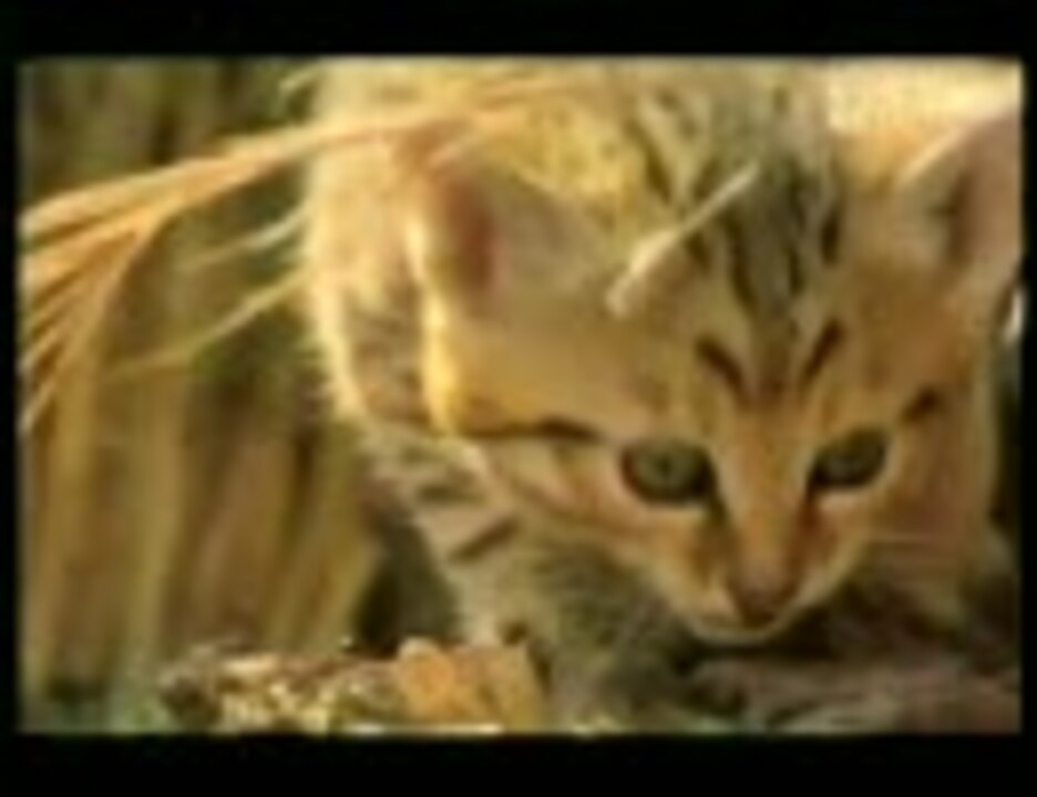 人気の 動物 交尾 動画 337本 2 ニコニコ動画