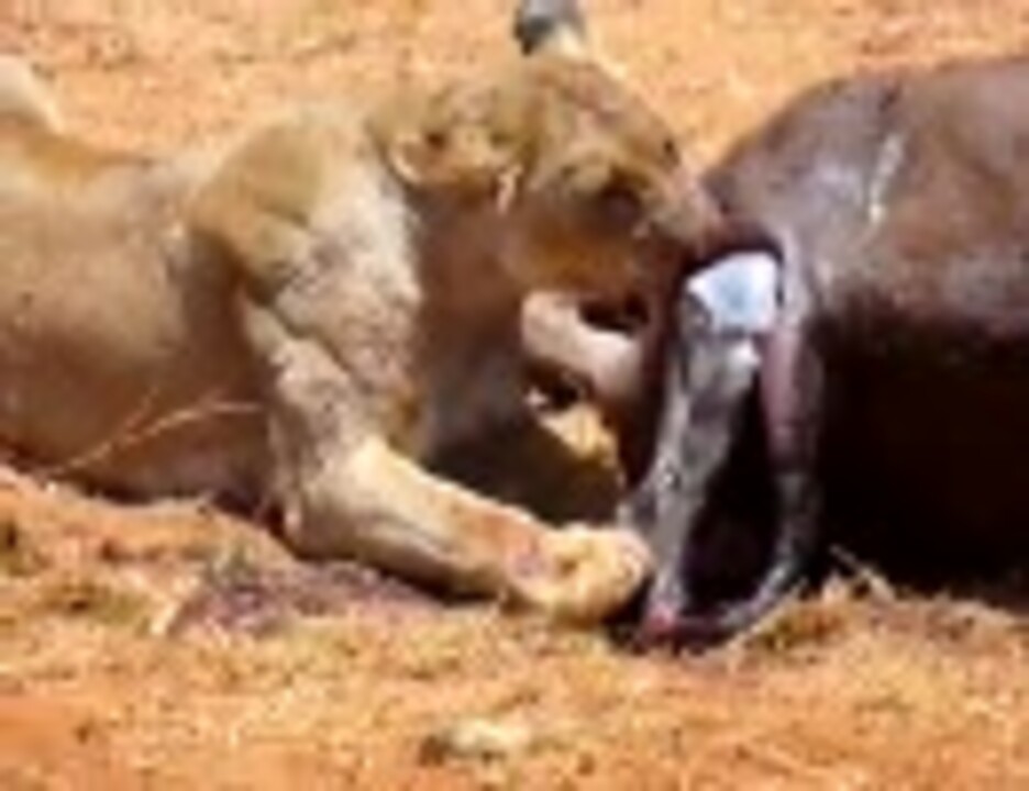 ライオンがバッファローの胎児を引っ張り出して食う ニコニコ動画