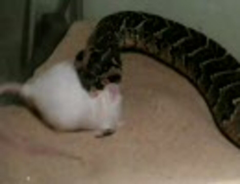毒蛇に咬まれてネズミ昇天 パフアダー ニコニコ動画