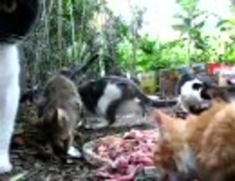 魚の内臓を旨そうに食う猫たち - ニコニコ動画