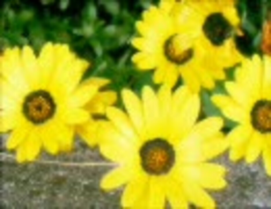 Smap 世界に一つだけの花 カラオケ 歌ってみた ニコニコ動画
