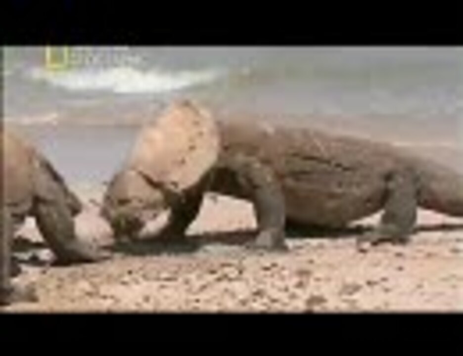 コモドオオトカゲ ウミガメ食ってたら頭が抜けなくなった ニコニコ動画