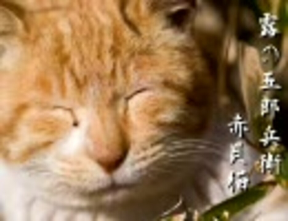 大人のニコニコ落語「赤貝猫」露の五郎兵衛 - ニコニコ動画