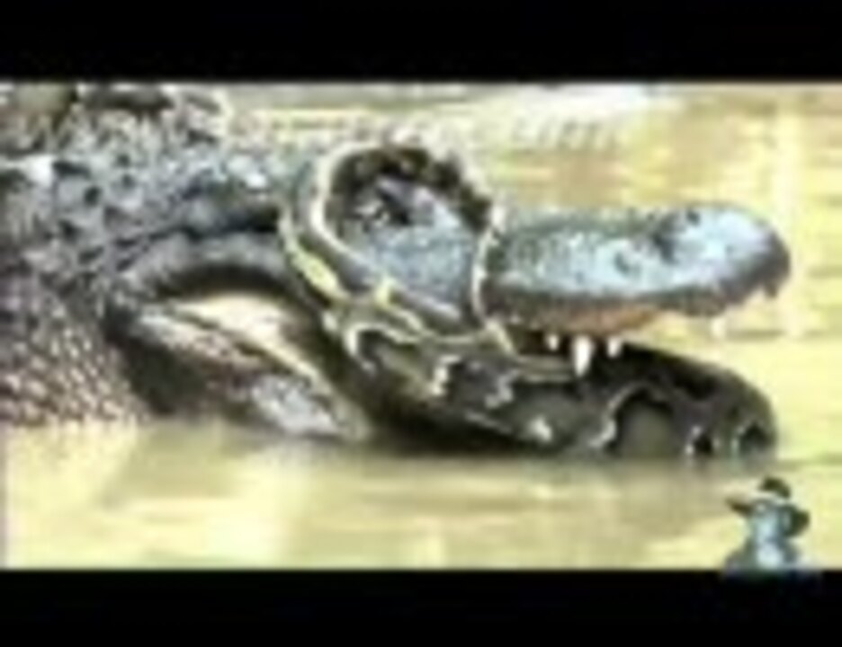 パイソンvsアリゲーター その２ ニコニコ動画