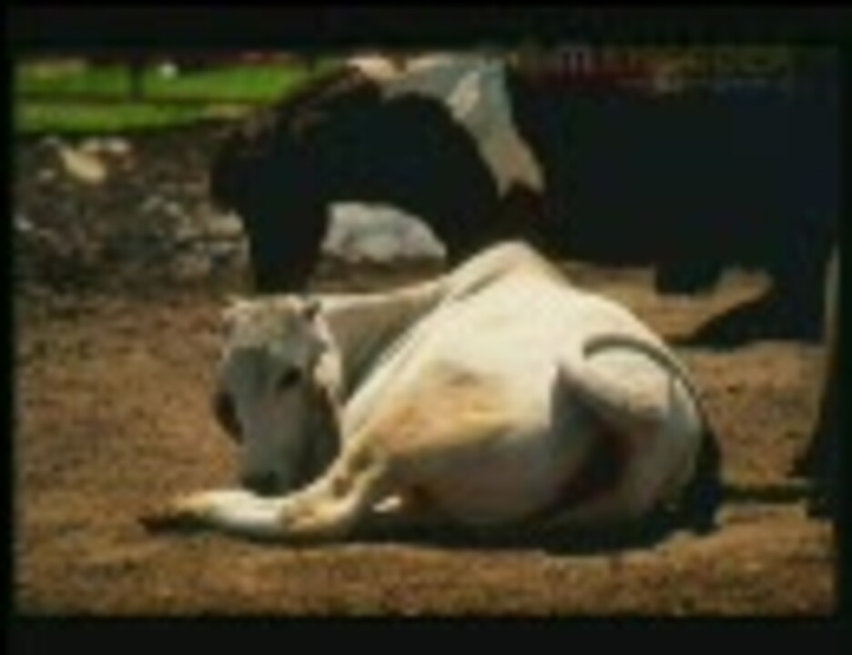 Солнечные удары у каких животных. Лето жара животные. Тепловой удар у животных. Лето жара собака. Тепловой удар немецкой овчарки.