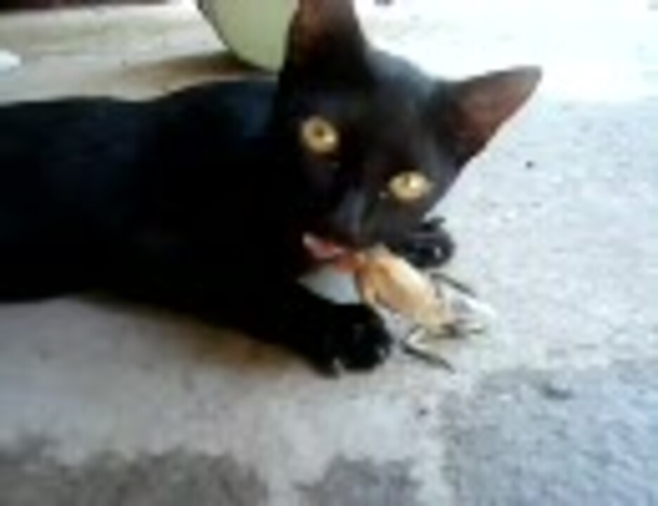 猫がトカゲを食べている ブラジル ニコニコ動画
