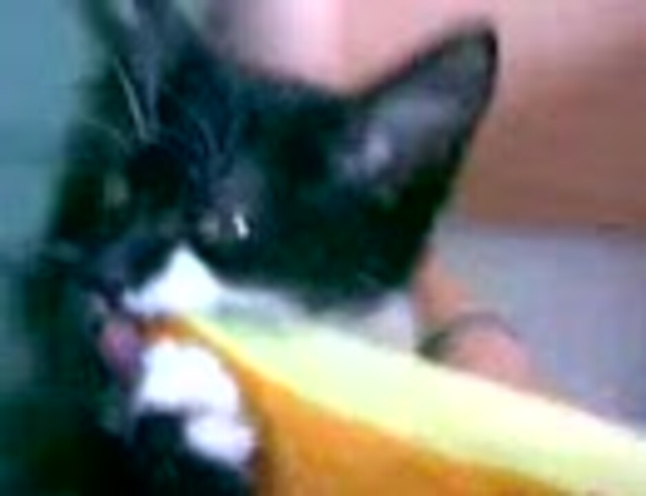 人気の 猫 猫 動画 59 534本 35 ニコニコ動画