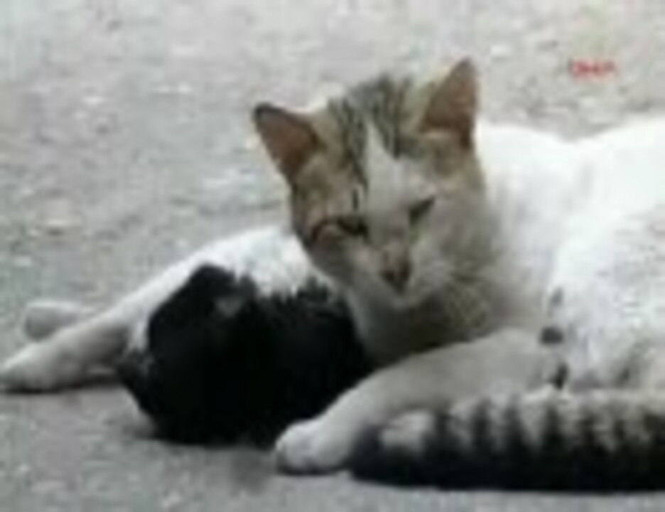 路上で死んだ猫に 仲間が心臓マッサージを施す ニコニコ動画