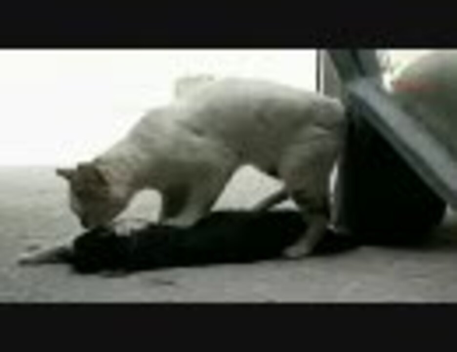 死んでしまった仲間のために心臓マッサージを施す猫 ニコニコ動画