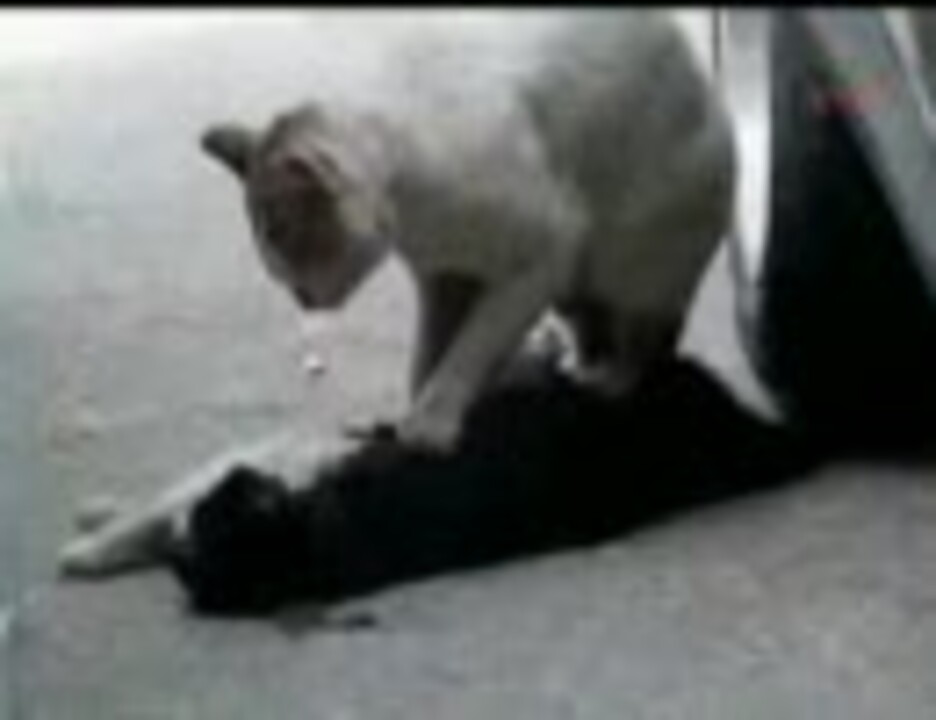 死んだ仲間を心臓マッサージする猫のbgmを変えてみた ニコニコ動画