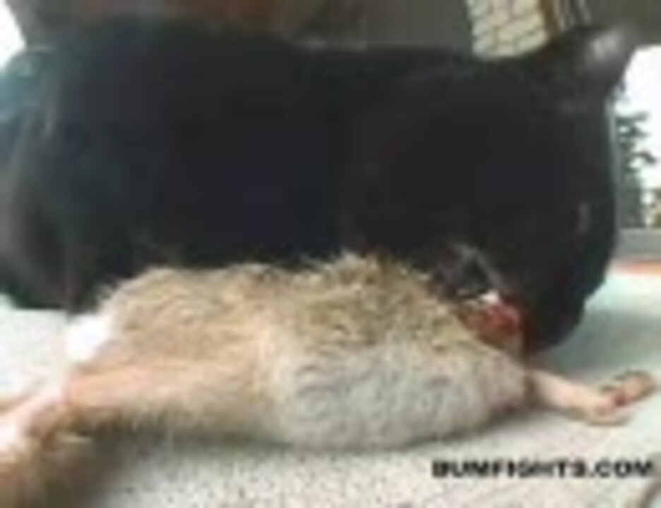 ウサギをお茶目な食べ方する猫 ニコニコ動画